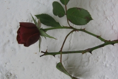 2009-09-17 13.41.58